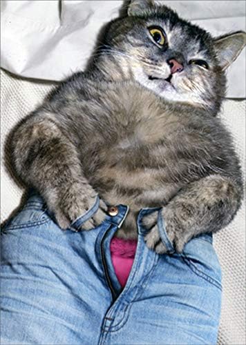 Аванти Притиснете мачки кои се борат да ги копчето Сини фармерки Смешна/хумористична женствена само за забавна картичка за неа: Womanена: Womenените