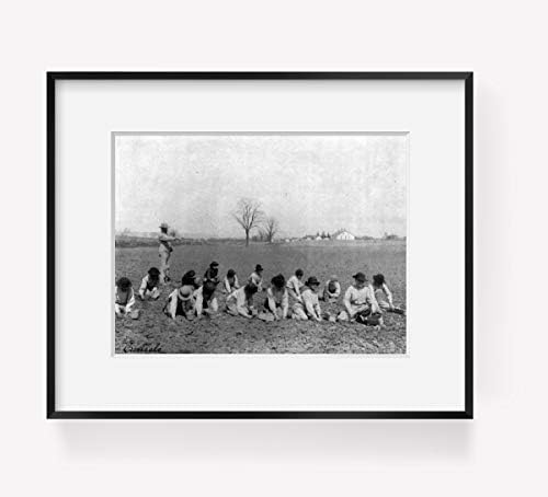 Бесконечни фотографии Фото: Индиско училиште Карлајл, Копање момчиња, компири, поле, земјоделство, Пенсилванија, 1901 година