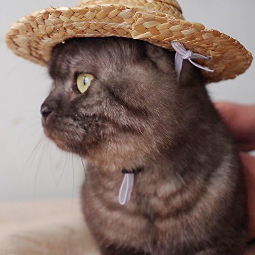 Новости лето прилагодливо домашно милениче куче отворено слама капаче кутре со мали мачки мачки мачки
