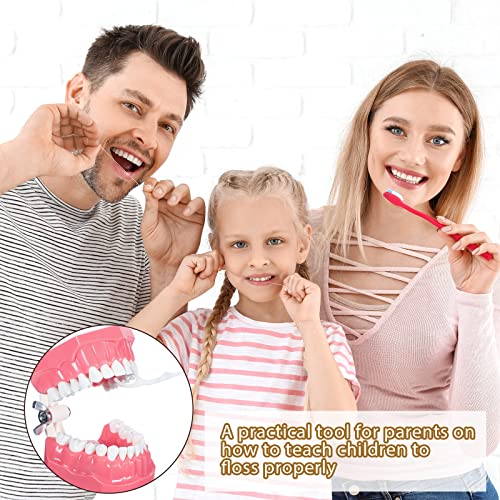 2 Парчиња Забни Заби Модел За Четкање Со Конец Вежбајте Уста Модел 1: 1 Стандардна Големина Играчки Заби За Возрасни Стоматолог