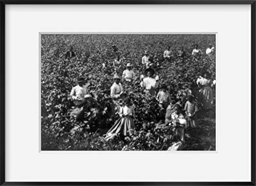 Бесконечни фотографии Фото: Памучно поле | 1907 | Афроамериканец | Историска репродукција на фотографии | Историска wallидна уметност