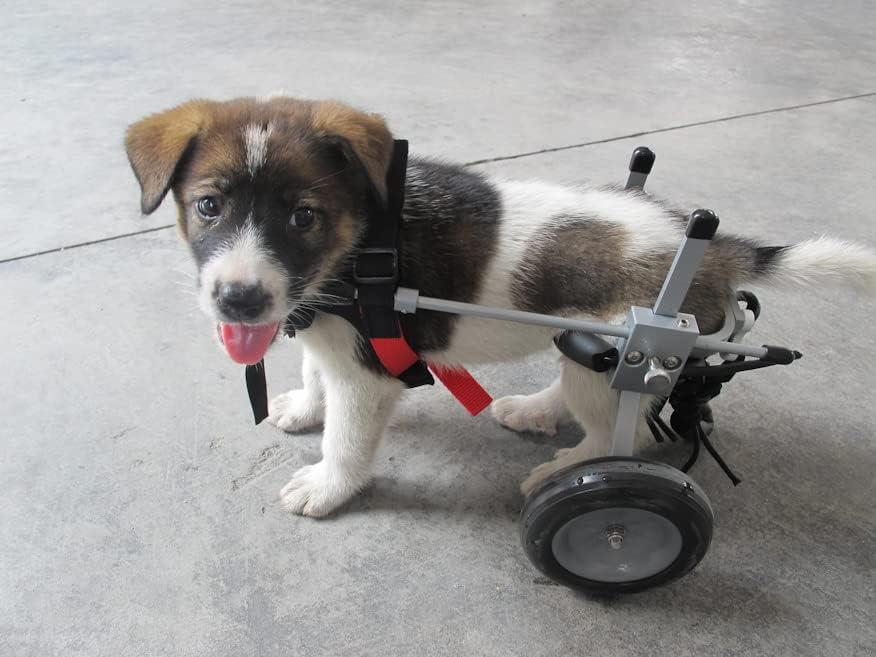 Најдобар Пријател Мобилност Куче Инвалидска Количка-ХХ-Мала Големина