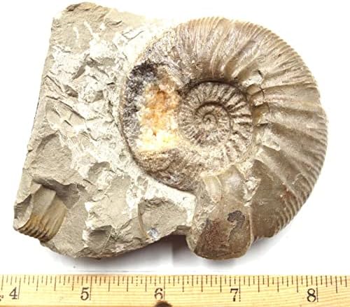 Perisphinctes амонит фосилен јура 160 Myo Bavaria, Западна Германија 17077 20O