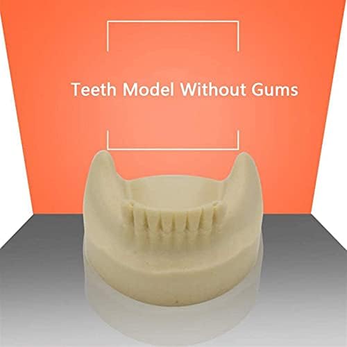 Наставен модел, модел на заби на анатомија модел на заби - модел