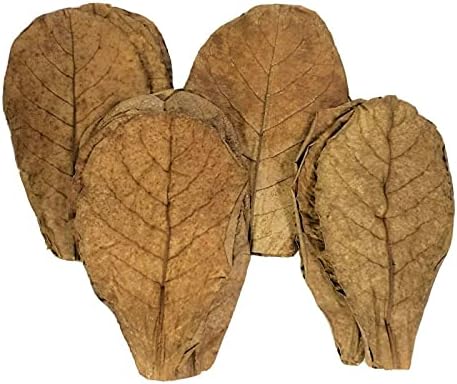 1000 п.п. 5 -7 Индиски лисја од бадеми од катапа за бета, дискусии, ракчиња, полжави, ракови од пустиник за аквариуми и терариуми