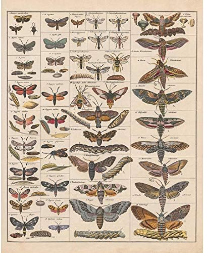 Meishe Art Pater Print Vintage Moth Insects Reides Идентификација на референтни табели видови колекција ентомологија дијаграм училница