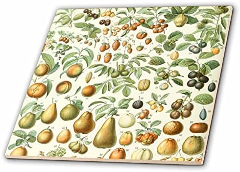 3дроза Гроздобер Овошје Ботаничка Уметност Илустрација - Кујна Храна Тематските Подарок-Плочки