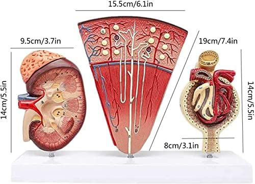 Lenfun Human Anatomy Science Models, човечки бубрежен анатомски модел, наставен модел, комплети за медицинска студија за нефрон