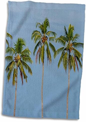 3drose кокос дрвја во задните води, Керала - крпи