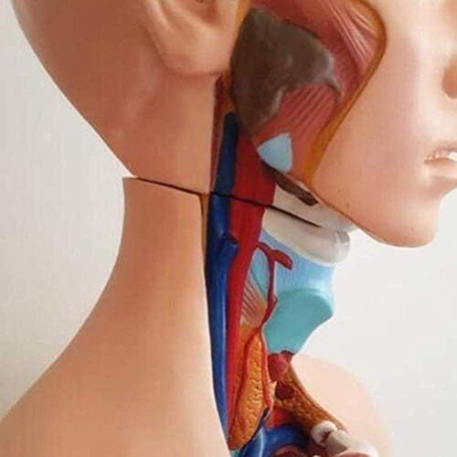 Модел на настава RRGJ, модел на анатомија, тело, модел на човечко тело, 85 см со големина на живот човечки торзо модел со отстранлив