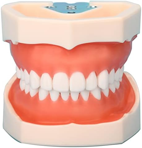 KH66ZKY стоматолошки типодонт Отстранлив 28pcs Заби за заби Научи модел на пракса
