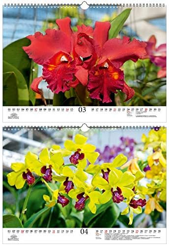 Орхидеенцаубер дин а3 календар за орхидеи и цвеќиња во 2021 година-содржина на комплетот за подароци: 1x календар, 1x божиќна