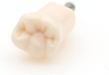 Булунд 10 парчиња стоматолошки типодонт практики за заби студија модел Индивидуална замена за заби за заби Студентски наставни смола за полнење