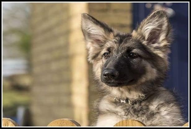 Германски овчар симпатично домашно милениче куче DIY 5д дијамантски комплети за сликање пејзаж животно DIY уметности занает за домашен wallиден