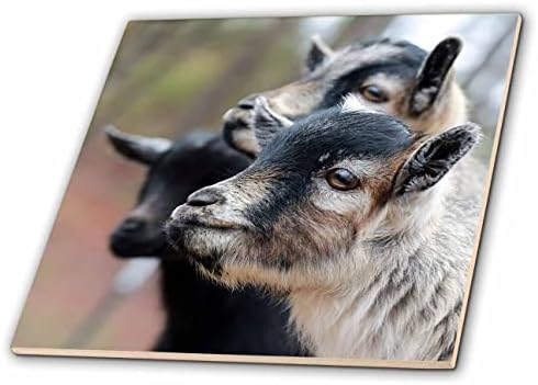 3дроза фотографија од профилите на три нејасни кози за бебиња. - Плочки
