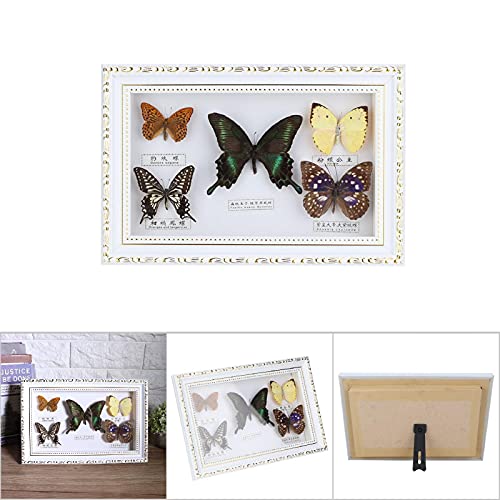 Примерок од пеперутка, таксидермија на пеперутка, монтирана во рамка за приказ на инсекти, примерок од инсекти, неверојатен декор