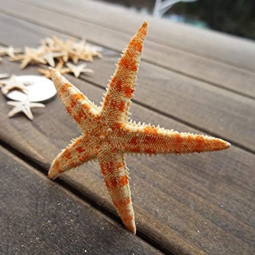 12 Екстра Големи Морски Ѕвезди-Тен Рамни Морски Ѕвезди, Плажа Занаети, Свадба Покани