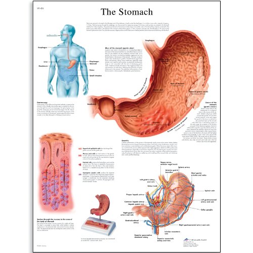 3B Научен VR1426UU Сјајно хартија Анатомска шема на стомакот, големина на постер 20 „ширина x 26“ висина