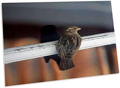 3drose Alert Sparrow на стаклен прозорец со сенка на малку. - Мачиња за подлога за биро