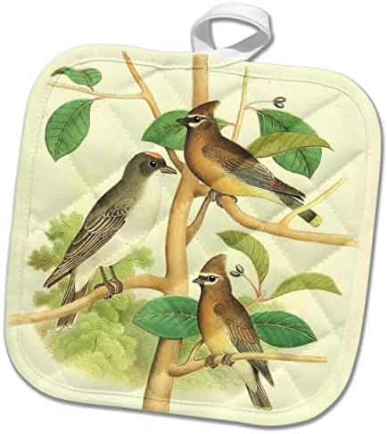 3drose гроздобер птици уметност кедар восок - источна илустрација на Кингбирд ... - Потолдерс