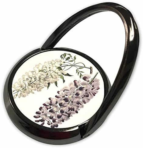 3drose wisteria sinensis ботаничка уметност изолирана на бели - телефонски прстени