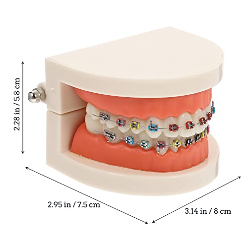 Детски деца алатки стоматолошки наставни заби модел типодонт стандарден модел на заби модел на заби