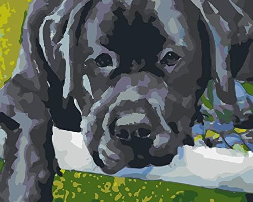 Боја по број за возрасни - Црното куче на зелена трева уметност боја по комплети со броеви, боја без брчки по броеви за возрасни почетници 40x50