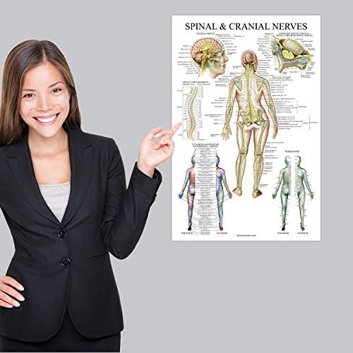 2 пакет: 'рбетниот и кранијалниот нерв + анатомија на постерот за постери на' рбетот - сет од 2 анатомски графикони - ламинирани - 18 x 24