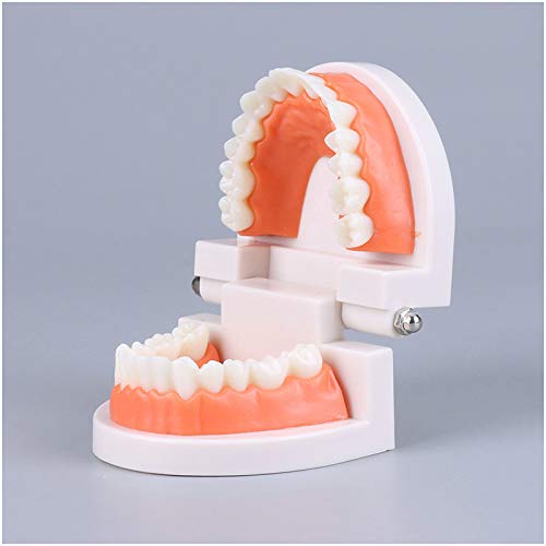 Модел за настава за четкање на забите и естетска практика стоматолошки модели