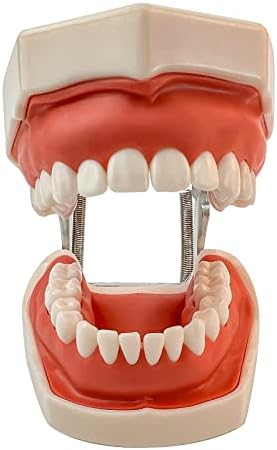 Модел на заби Модел на стоматолошки фантомски модел на глава 28pcs фиксирани заби и силиконски маски за настава