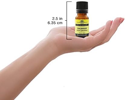 Есенцијално масло од ароматерапија со растителна галбаним - директно од растението чиста терапевтска оценка - без адитиви или полнила