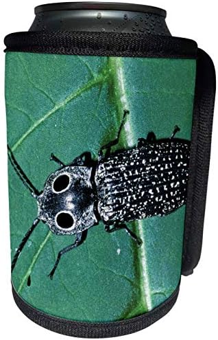 3дроза-Данита Делимонт-Инсекти-инсекти Со Источни Очи Кликнете на инсектот Бубачки-НА02 АЈЕ0295-Адам Опеѕонс - Може Поладна Обвивка За