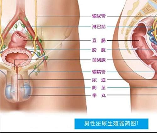 Welliestr 1PC машки репродуктивен систем Анатомска табела - Постер за анатомија - wallидна табела - 21 x40