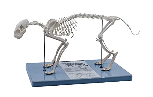 Систем за скелетни мачки за возрасни, анатомски модел, 8,25 високи - домашна големина на живот - медицински квалитет, монтиран во база -