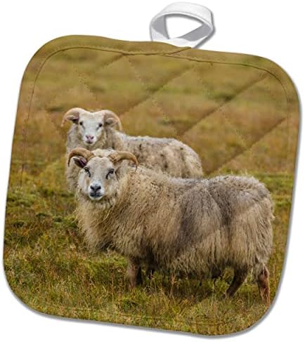 3drose Данита Делимонт - овци - Исланд. Поглед на исландски овци - попчиња