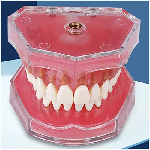KH66ZKY Стандарден стоматолошки модел - Модел за демонстрација на стоматолошки стандардни практики - Симулација Стоматолошка мувла за