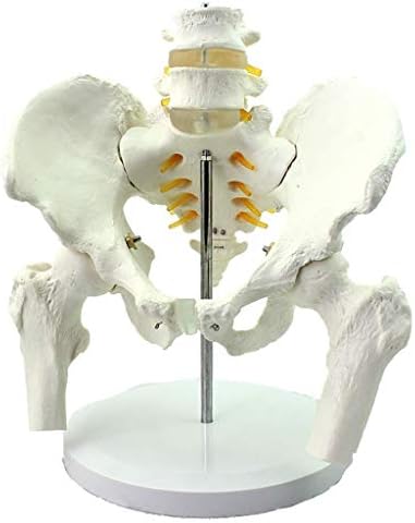 Наставен модел, образовен образовен модел карлица со лумбален модел Човечки карлица Анатомски модел карличен и лумбален 'рбет модел на човечка