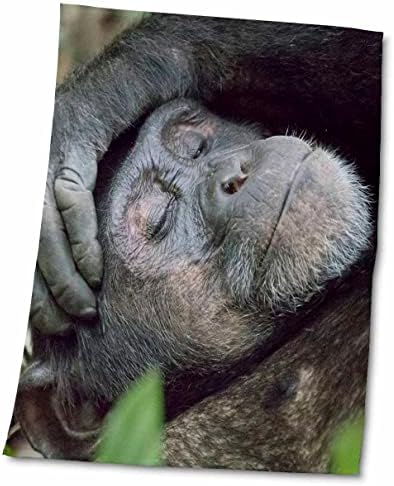 3Drose Africa, Uganda, Kibale Forest NP. Шимпанзо спиење. - крпи