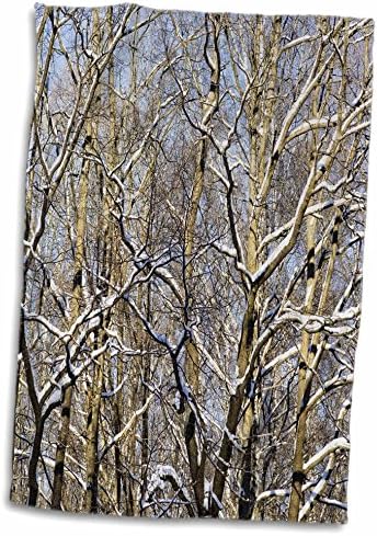 3drose Сончев снег покриени дабови дрвја во зимска шума - крпи