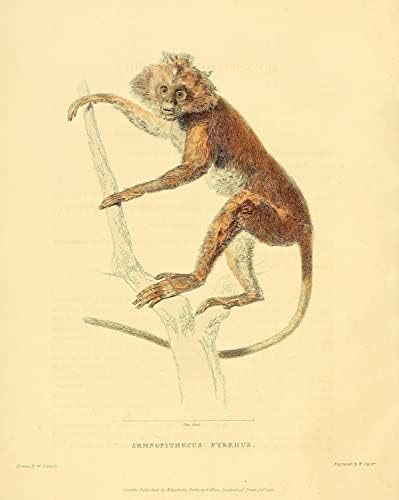 Лутунг Лис Мајмун Примат Мајмун Гроздобер Диви животни училници канцелариски декор Зоологија Античка илустрација Постер за печатење