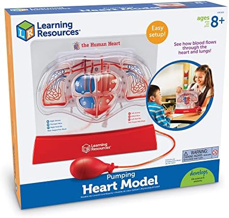 Ресурси за учење пумпаат модел на срце - 1 парче, оценки 3+ | Комплет за наука за наука од 8+ години, материјали за научно образование, материјали