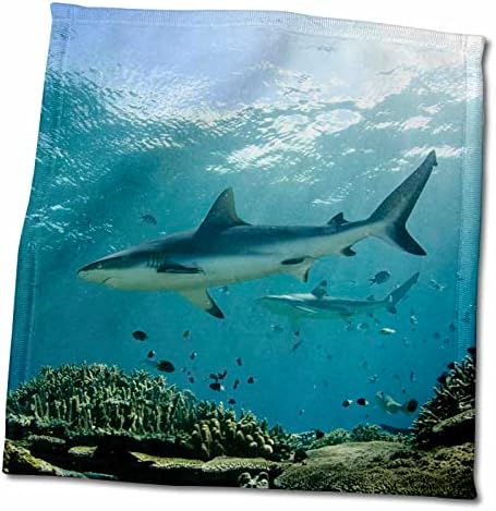 3drose сив гребен ајкула во плитка вода на корални гребени, Вити Леву, Фиџи. - крпи