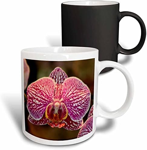 3drose orchid-d керамичка кригла, 11-унца