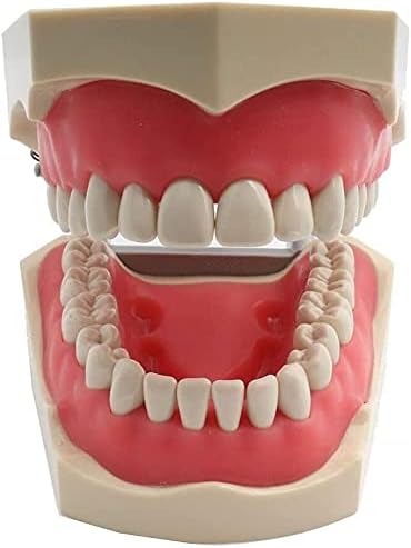 Yuesfz Органски модел lmeili 1pc стоматолошки заби Тек за вежбање модел Универзален тип мек модел на заби за заби со отстранливи