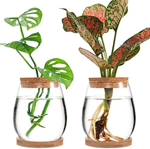 2 парчиња одделени десктоп фабрика Terrarium - засадување на растителни засадувачи на вода стакло стакло вазна со капак и дрвен штанд