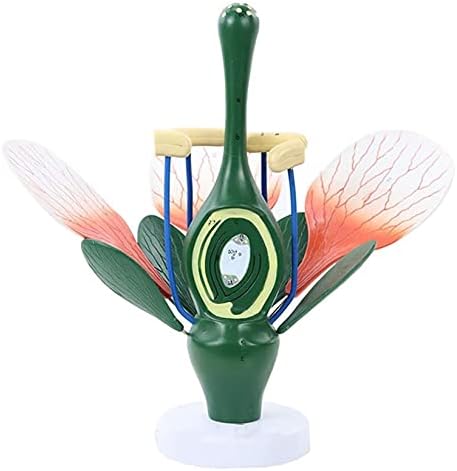 Модел на настава Лаерпер, модел на цвет од праска зелена фабрика дикотиледонозна цветна структура биолошка анатомија алатка за медицинска