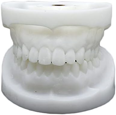 KH66ZKY WHITE CORUNDUM Подготовка на забите Модел Симулација Анатомски заби