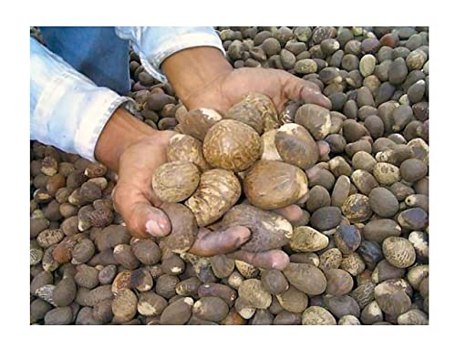 Фер трговија Еквадор Тагуа ореви | Веган од слонова коска | L 65-70mm / 6,5см-7см