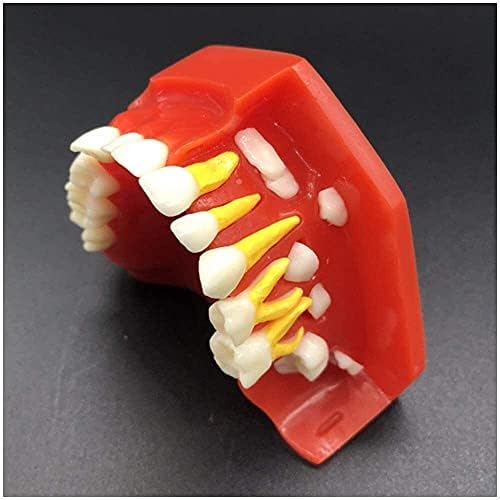 Модел на заби на органите Yuesfz Модел на заби - наизменичен модел на примарни заби Детско бебе заби модел Симулација орален заб што го покажува