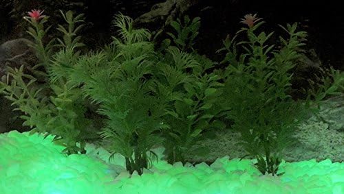 Светло Зелен Сјај-Во-Темниот Резервоар ЗА Риби МАЛИ Урнатини 8оз ~ Сјајни Камчиња ~ Аквариумски Чакал
